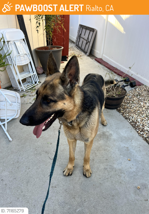Rialto, CA Stray Male Dog Found Near By Ferguson Middle School, Las ...