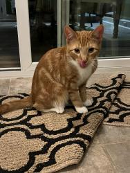 Reunited Male Cat last seen Walden creek, Apex, NC 27523