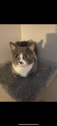 Lost Female Cat last seen Baldwin ridge road nc Burlington , Burlington, NC 27217