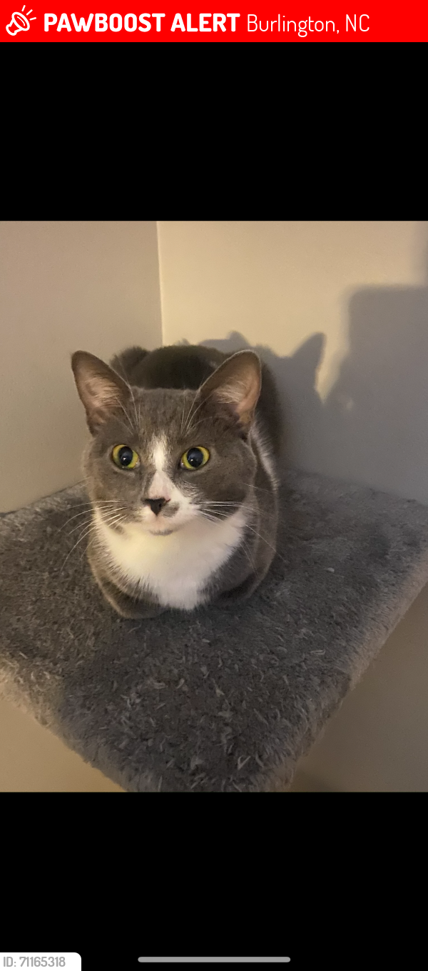 Lost Female Cat last seen Baldwin ridge road nc Burlington , Burlington, NC 27217