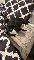 Lost Female Cat last seen 19th ave And thunderbird, Phoenix Az, Phoenix, AZ 85023