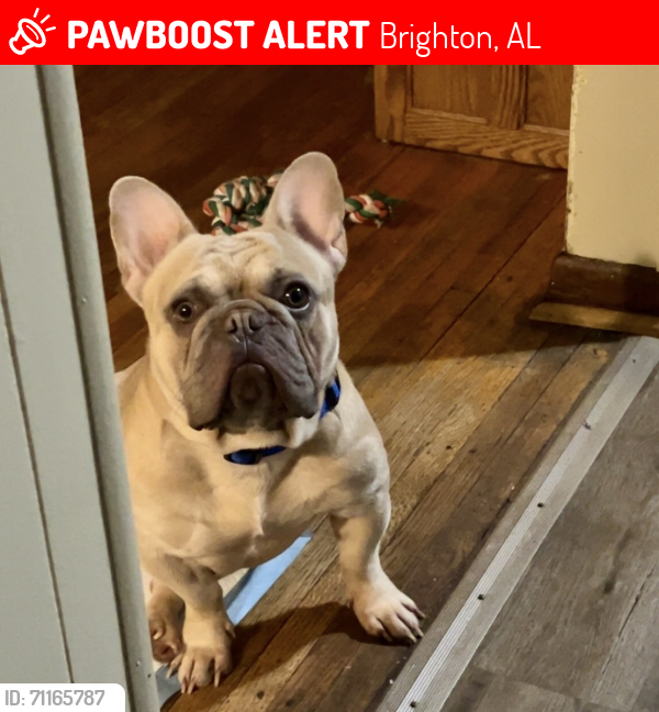 Lost Male Dog last seen India St , Brighton, AL 35020