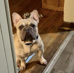 Lost Male Dog last seen India St , Brighton, AL 35020
