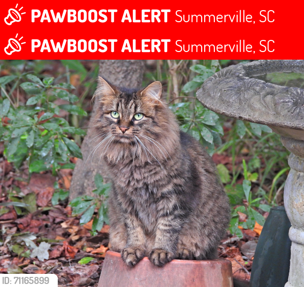 Summerville, SC Lost Female Cat, Prissy Is Missing | PawBoost