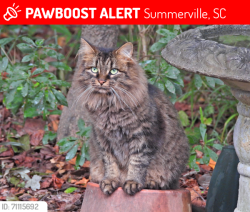 Lost Female Cat last seen Zip Code 29486, Summerville, SC 29486