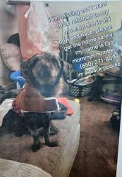 Lost Female Dog last seen Between o'connor& pulgas and pulgas and cypress , East Palo Alto, CA 94303