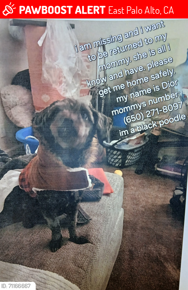 Lost Female Dog last seen Between o'connor& pulgas and pulgas and cypress, East Palo Alto, CA 94303