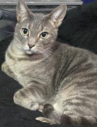 Lost Male Cat last seen SHINKLE CIR , Huntington Beach, CA 92647