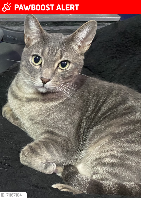 Lost Male Cat last seen SHINKLE CIR , Huntington Beach, CA 92647