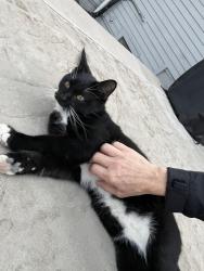 Lost Male Cat last seen Soto and Cassidy , Oceanside, CA 92054