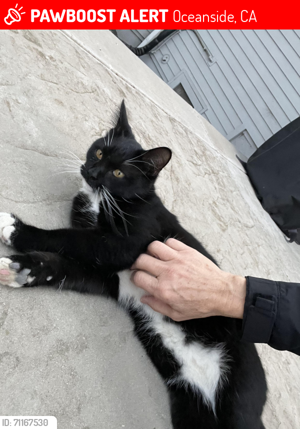Lost Male Cat last seen Soto and Cassidy , Oceanside, CA 92054
