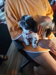 Lost Male Dog last seen Near Fulton St, Fayetteville, NC 28312, Fayetteville, NC 28312