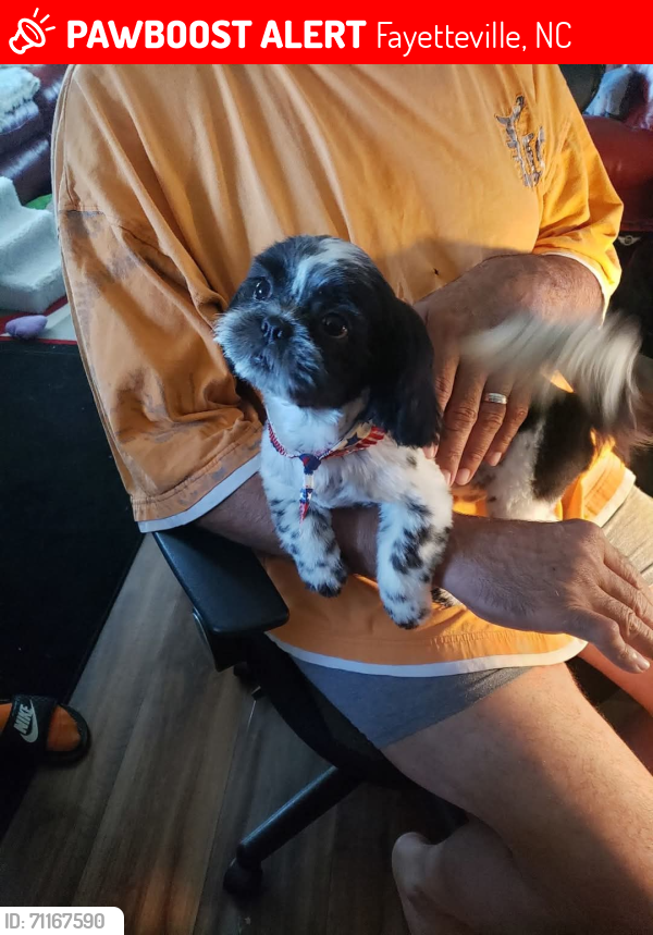 Lost Male Dog last seen Near Fulton St, Fayetteville, NC 28312, Fayetteville, NC 28312