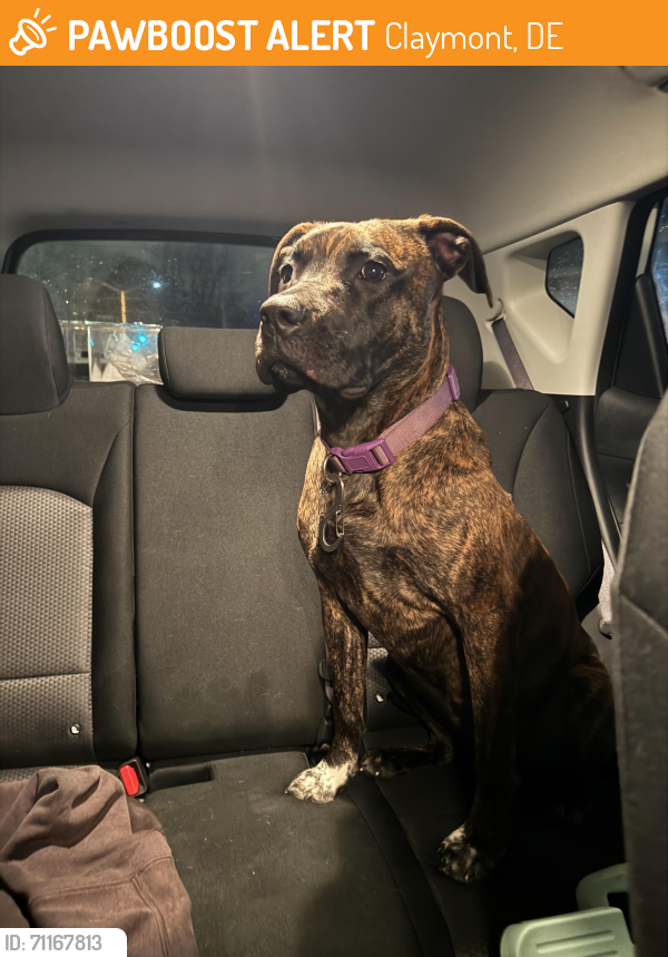 Found/Stray Female Dog last seen Harvey Rd. & 13/Philadelphia Pike - near the McDonald’s. , Claymont, DE 19703