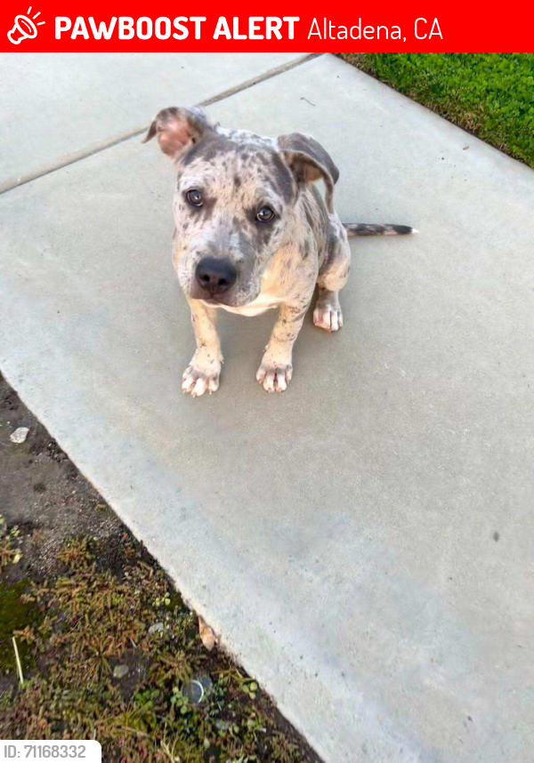 Lost Female Dog last seen Harriet , Altadena, CA 91001