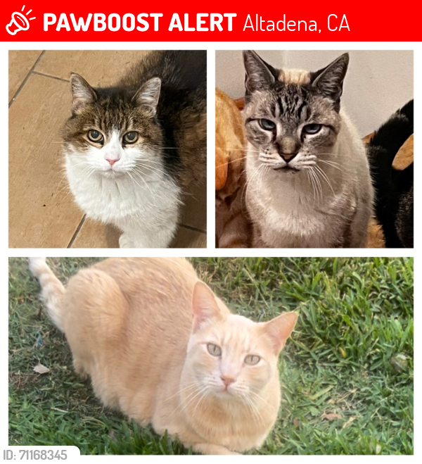 Lost Male Cat last seen Lake ave and marcheta st , Altadena, CA 91001