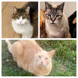 Lost Male Cat last seen Lake ave and marcheta st , Altadena, CA 91001