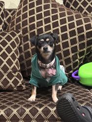 Lost Female Dog last seen Harvard Park, Los Angeles, CA 90047