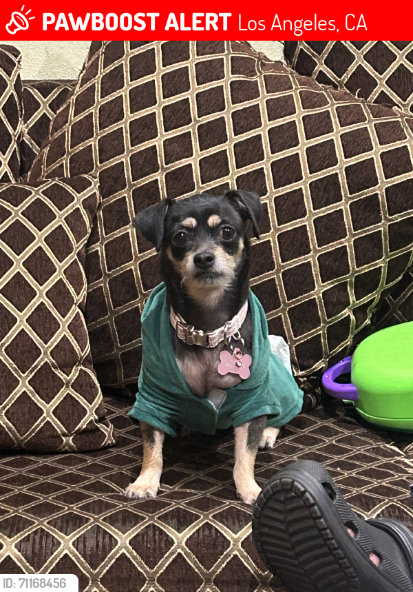 Lost Female Dog last seen Harvard Park, Los Angeles, CA 90047