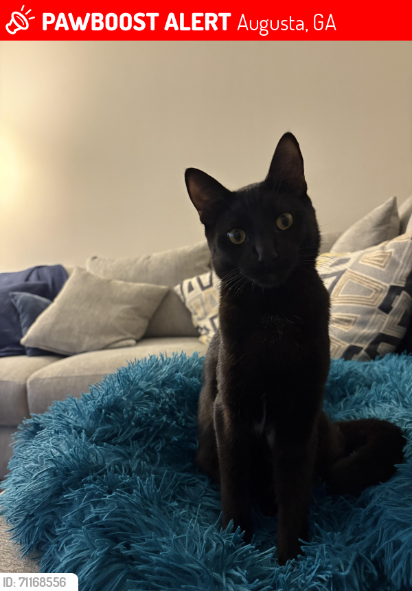 Lost Male Cat last seen Icon Waverly , Augusta, GA 30909