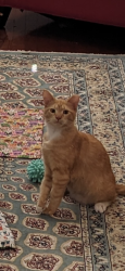 Lost Male Cat last seen Toscana circle, Tampa, FL 33611