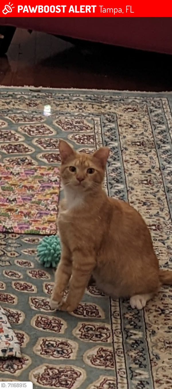 Lost Male Cat last seen Toscana circle, Tampa, FL 33611
