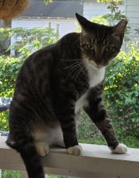Lost Male Cat last seen Forest Blvd and Dobell, Jacksonville, FL 32246