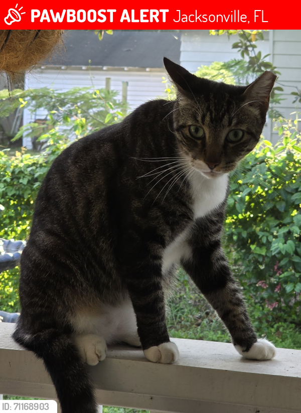 Lost Male Cat last seen Forest Blvd and Dobell, Jacksonville, FL 32246