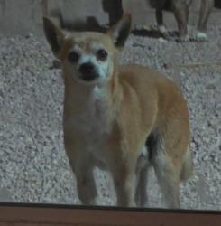 Reunited Male Dog last seen Near Lavender Breeze St, North Las Vegas, NV 89081, USA, North Las Vegas, NV 89081