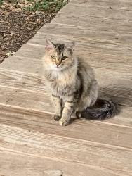 Lost Female Cat last seen Blue Aldrin & Corian Oak Drive, San Antonio, TX 78219