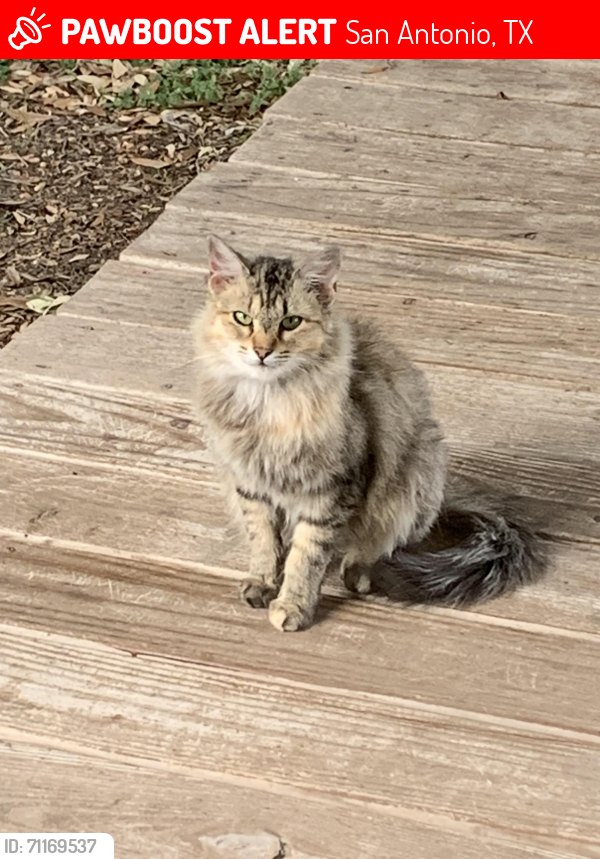 Lost Female Cat last seen Blue Aldrin & Corian Oak Drive, San Antonio, TX 78219