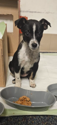 Lost Female Dog last seen Mclaughlin and Story Road San Jose, San Jose, CA 95122