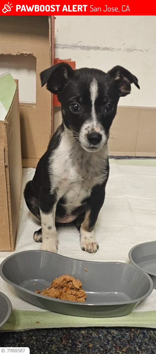 Lost Female Dog last seen Mclaughlin and Story Road San Jose, San Jose, CA 95122