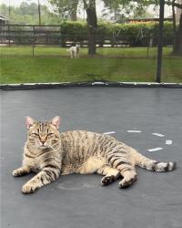 Lost Male Cat last seen West Cypress Hill Circle , Cypress, TX 77433