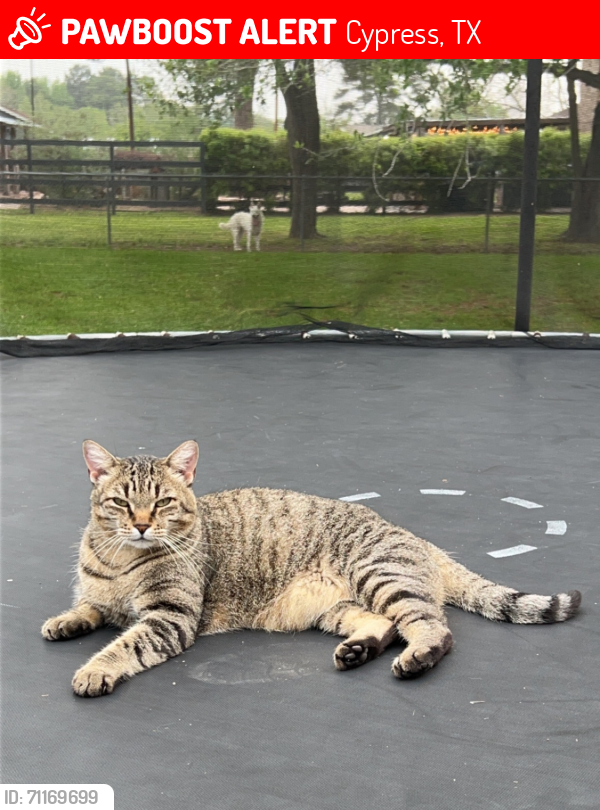 Lost Male Cat last seen West Cypress Hill Circle , Cypress, TX 77433