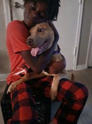 Lost Female Dog last seen belz and Kansas st, Memphis, TN 38109