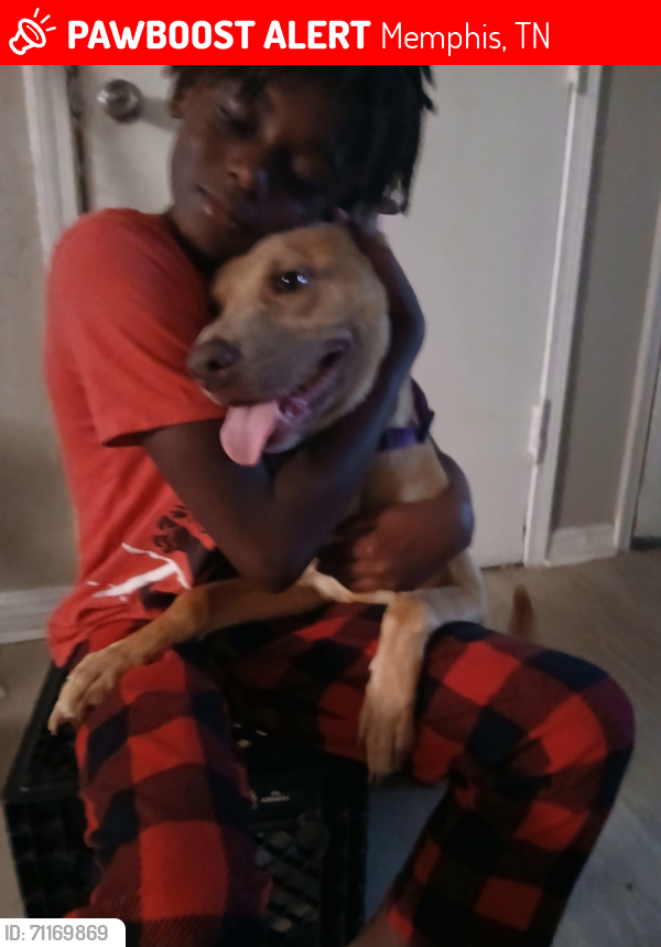 Lost Female Dog last seen belz and Kansas st, Memphis, TN 38109