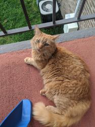 Lost Male Cat last seen Cardinal Cove Neighborhood , Greensboro, NC 27410