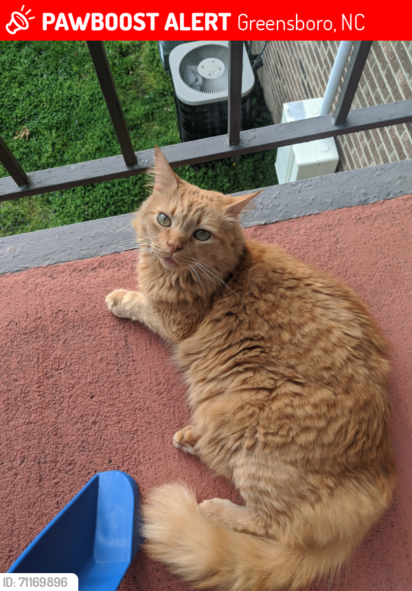 Lost Male Cat last seen Cardinal Cove Neighborhood , Greensboro, NC 27410