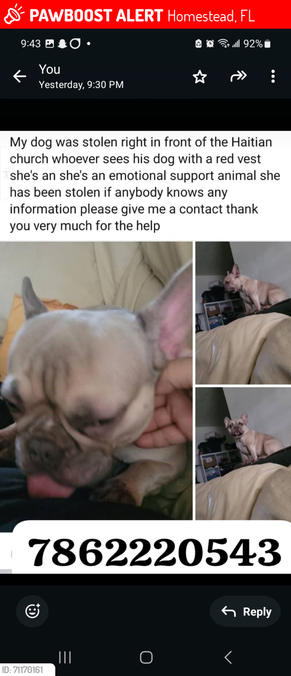 Lost Female Dog last seen hmstd , Homestead, FL 33030