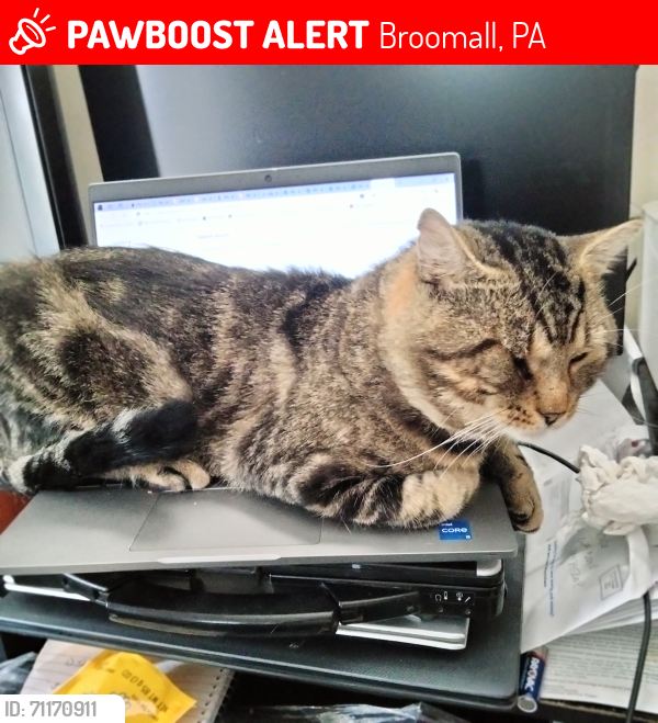 Lost Male Cat last seen Warren Blvd,Redhill,Portland Dr, Broomall, PA 19008