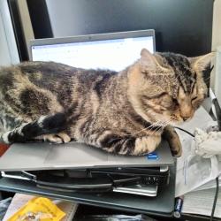 Lost Male Cat last seen Warren Blvd,Redhill,Portland Dr, Broomall, PA 19008