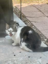 Reunited Unknown Cat last seen Clifford Dr, Orlando, FL 32804, USA, Orlando, FL 32804