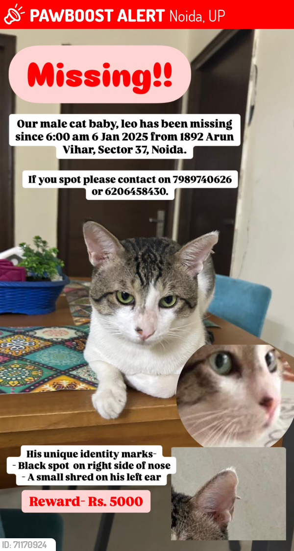 Lost Female Cat last seen Opposite shri sanatan dharam mandir, Noida, UP 201303