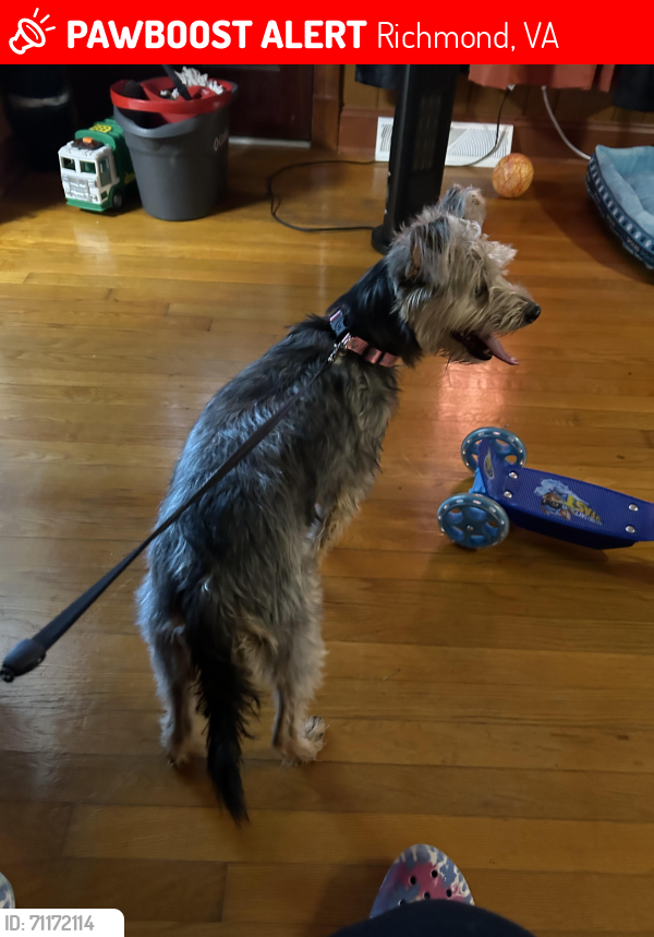 Lost Female Dog last seen Fairfield avenue near school, Richmond, VA 23223