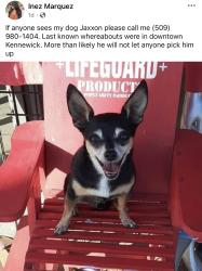 Lost Male Dog last seen Yelm, Kennewick, WA 99336