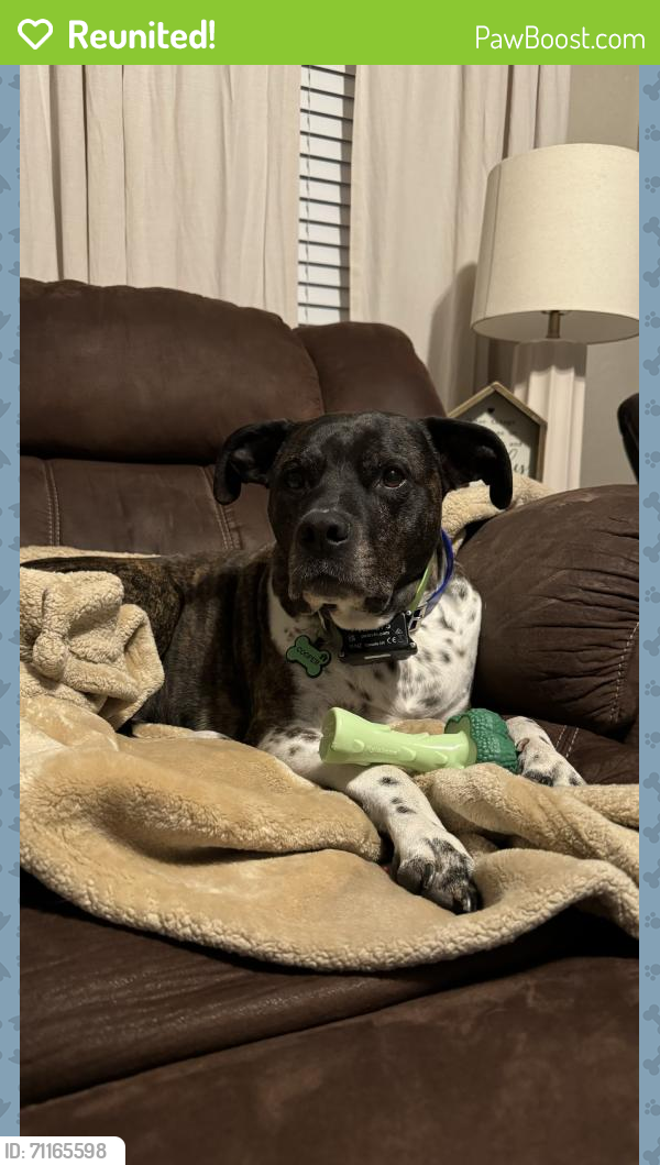 Reunited Male Dog in Eighty Four, PA 15330 (ID: 71165598) | PawBoost