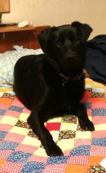 Lost Male Dog last seen Van Wyck and Vining Rd, Bellingham, WA 98226