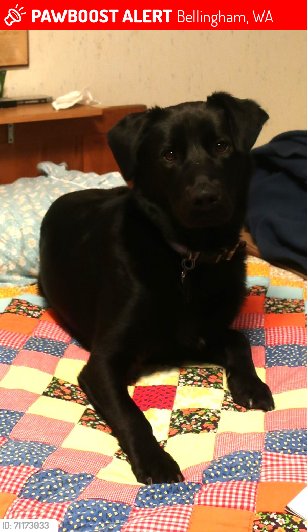 Lost Male Dog last seen Van Wyck and Vining Rd, Bellingham, WA 98226