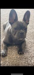 Lost Female Dog last seen Near S Wabash Ave Hastings, NE, Hastings, NE 68901